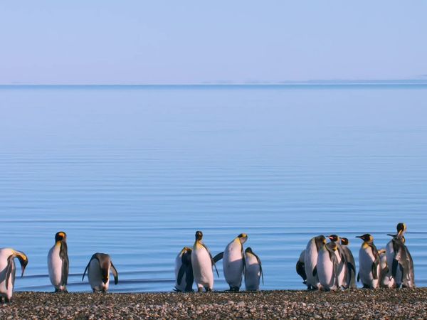 Chile: un viaje salvaje - Seres de plumas