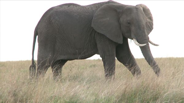 Angry Planet - Elephant Cave