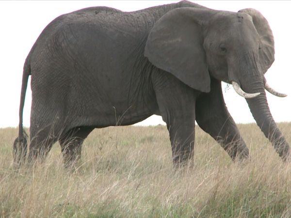 Angry Planet - Elephant Cave