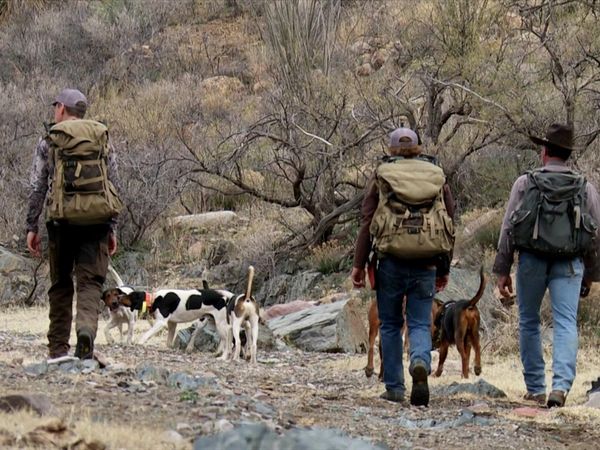 MeatEater - The Fair Chase: Arizona Mountain Lion