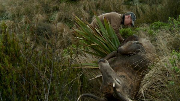 MeatEater - Strange Hunt in a Strange Land: New Zealand Red Stag