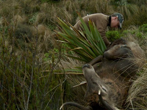 MeatEater - Strange Hunt in a Strange Land: New Zealand Red Stag
