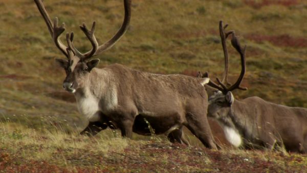 MeatEater - Cooking Special: Wild Game for the Big Game