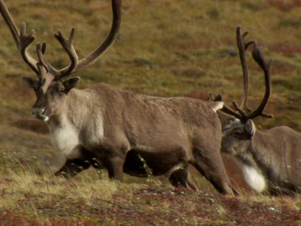 MeatEater - Cooking Special: Wild Game for the Big Game