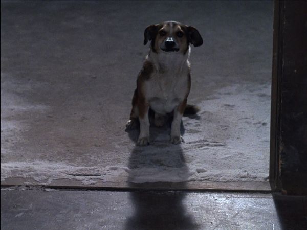 Hogan's Heroes - Man's Best Friend Is Not His Dog