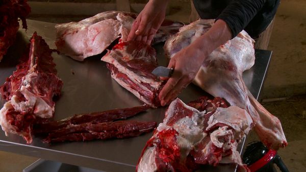 MeatEater - Cooking Special: Butchering a Whole Deer