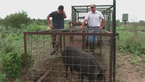 MeatEater - Lone Star Pork: Texas Hog