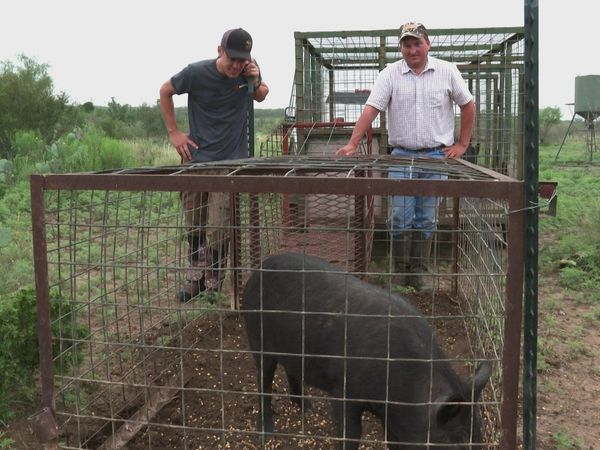MeatEater - Lone Star Pork: Texas Hog