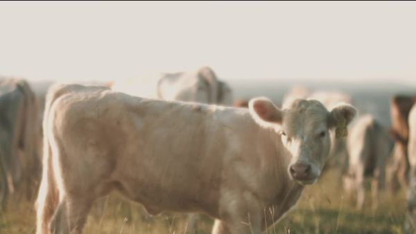 Ecos de la Tierra - Ecos de la tierra - Episodio 8