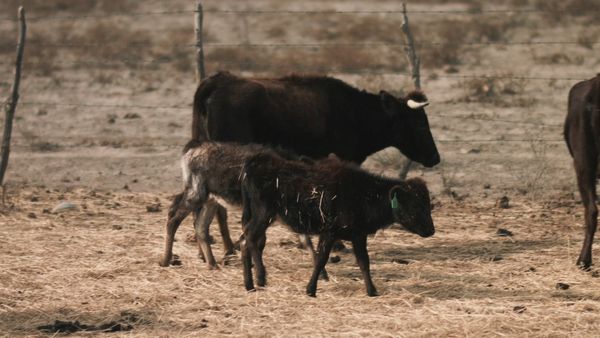 Ecos de la Tierra - Ecos de la tierra - Episodio 25
