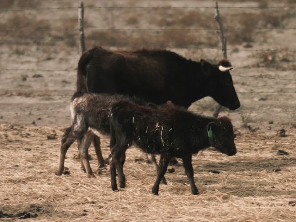 Ecos de la Tierra - Ecos de la tierra - Episodio 25