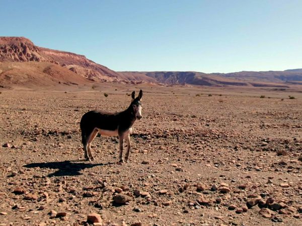 Man Eats Wild - Wild West Atacama