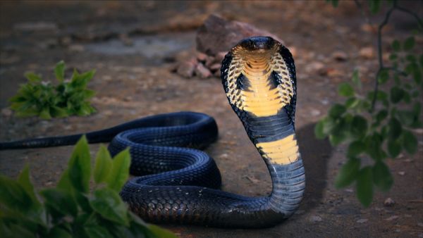 Wild Assassins - Venom