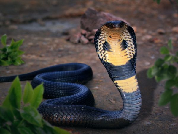 Wild Assassins - Venom