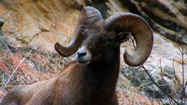 Wild Assassins - Tusk and Horns
