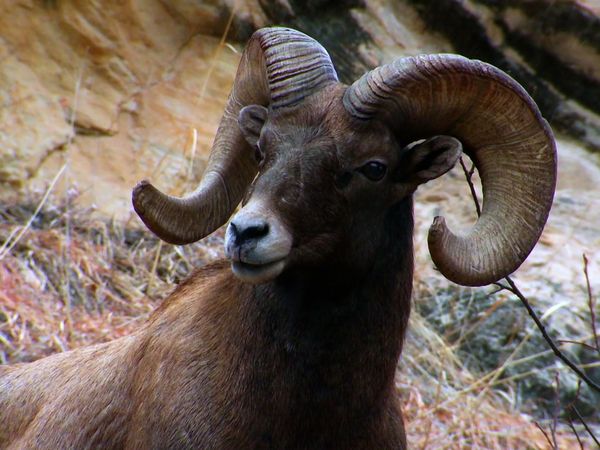 Wild Assassins - Tusk and Horns