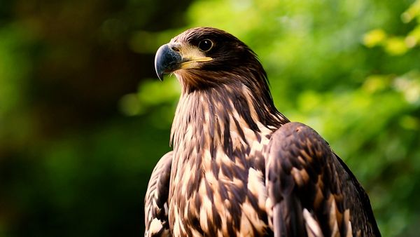 Wild Assassins - Beaks and Talons