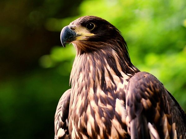 Wild Assassins - Beaks and Talons