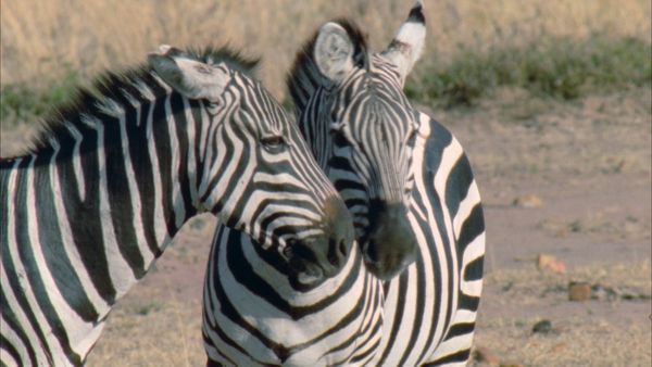 Animal Armory - Masters Of Disguise