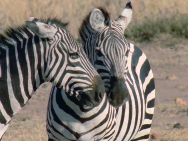 Animal Armory - Masters Of Disguise