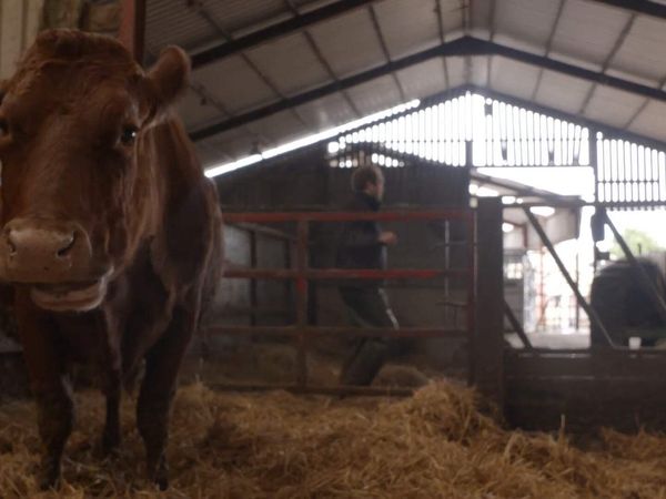 The Yorkshire Vet - Episode 3