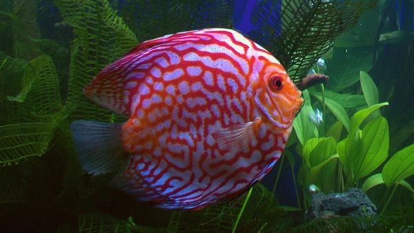 Tanked - Just What the Doctor Ordered