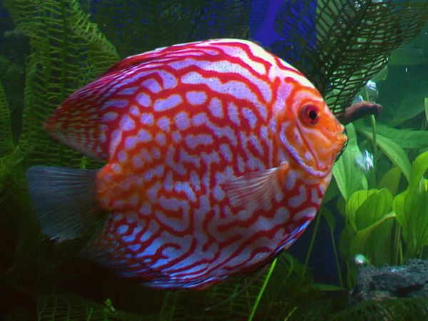 Tanked - Just What the Doctor Ordered