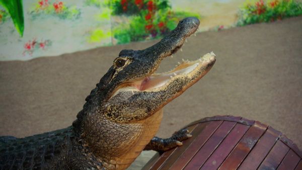 Tanked - Jurassic Campground