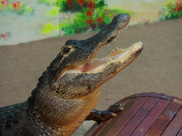 Tanked - Jurassic Campground