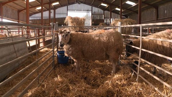 The Yorkshire Vet - Episode 4