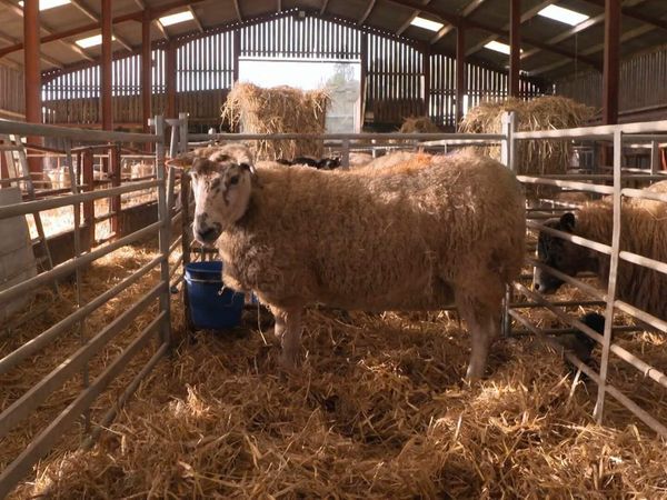 The Yorkshire Vet - Episode 4