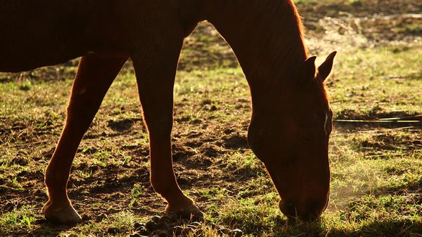 Living Big Sky - East Coast Gallops West