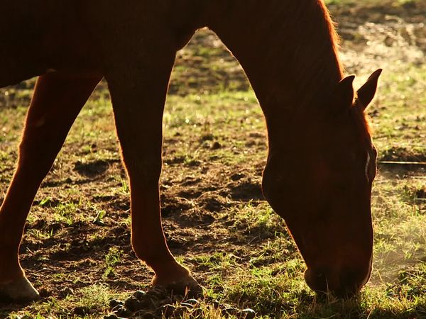 Living Big Sky - East Coast Gallops West