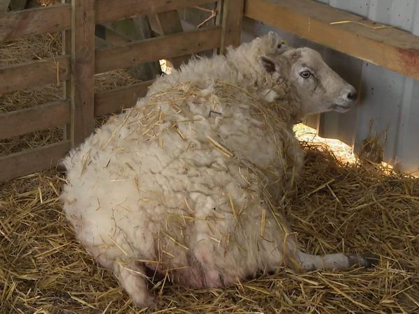 The Yorkshire Vet - Episode 2