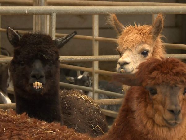 The Yorkshire Vet - Episode 4