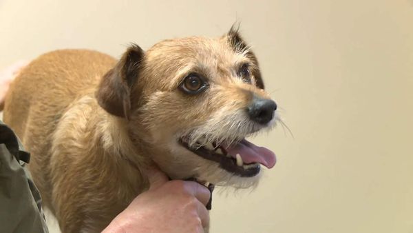 The Yorkshire Vet - Episode 5