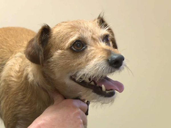 The Yorkshire Vet - Episode 5