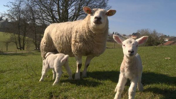 The Yorkshire Vet - Episode 7