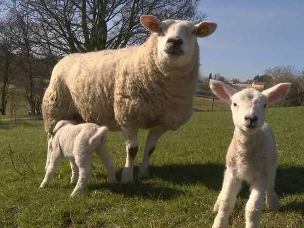 The Yorkshire Vet - Episode 7