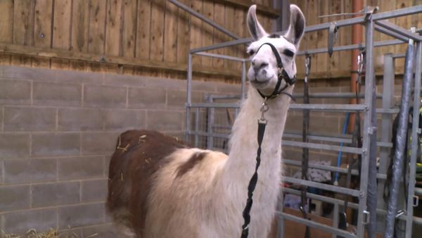 The Yorkshire Vet - Episode 11