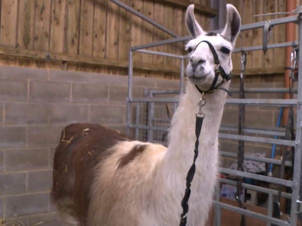 The Yorkshire Vet - Episode 11