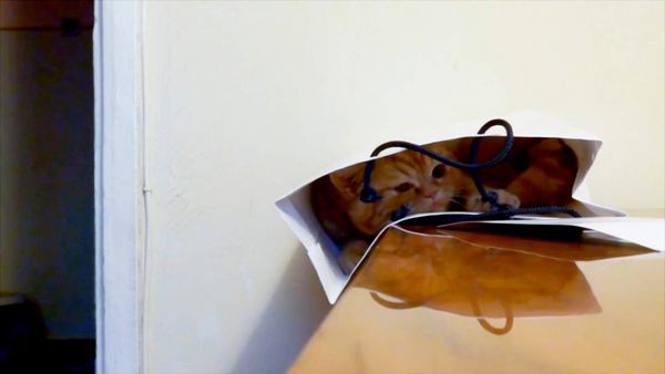 Vergüenza Ajena - Chanel y Sterling CXL