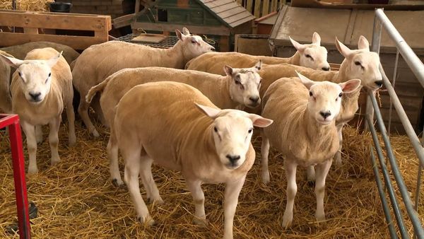 The Yorkshire Vet - Episode 8