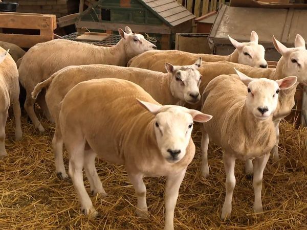 The Yorkshire Vet - Episode 8
