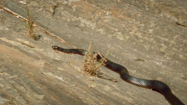 Australia's Deadly Monsters - Stone Cold Killers