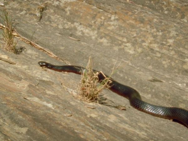 Australia's Deadly Monsters - Stone Cold Killers