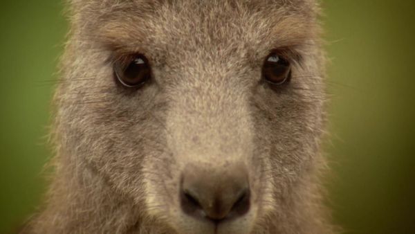 Australia's Deadly Monsters - Nightmares of the North