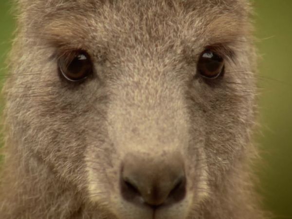 Australia's Deadly Monsters - Nightmares of the North