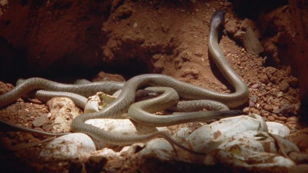 Australia's Deadly Monsters - Outback Terrors