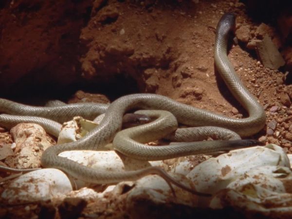 Australia's Deadly Monsters - Outback Terrors